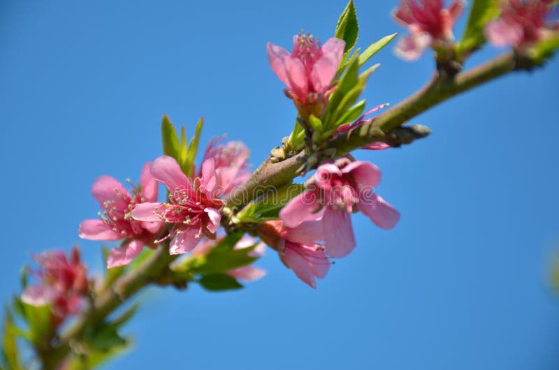 Flowers in spring stock photos