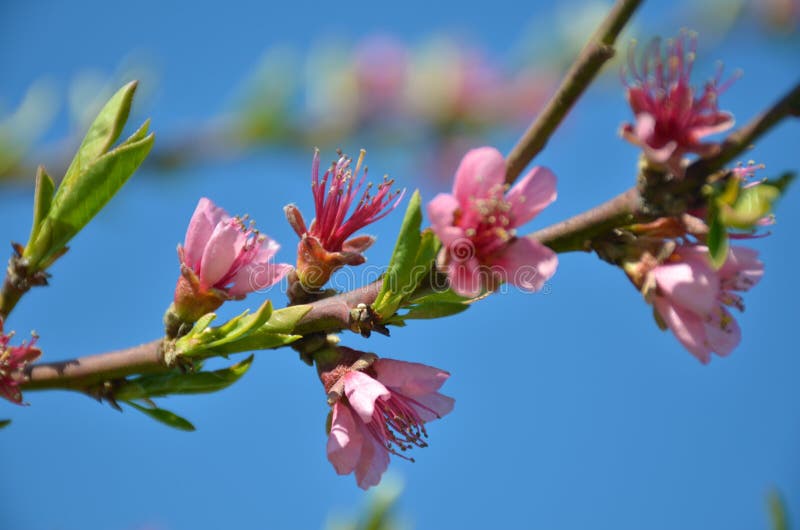 Flowers in spring royalty free stock photography