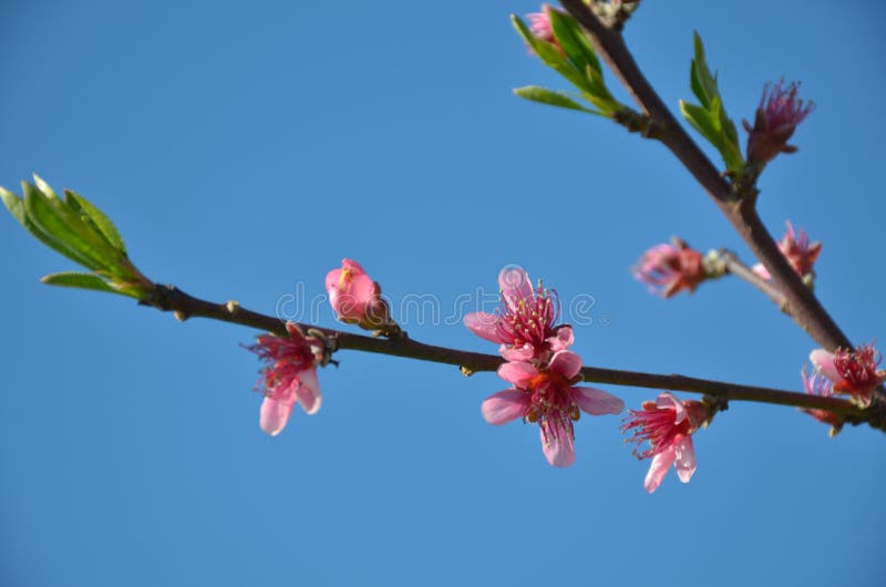 Flowers in spring royalty free stock image