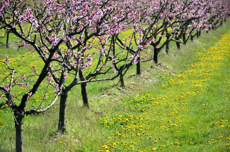 Flowers in spring stock photo