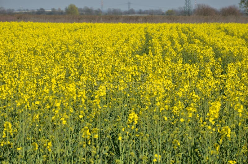 Flowers in spring stock photo