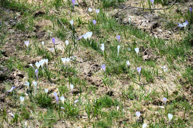Flowers in spring royalty free stock image