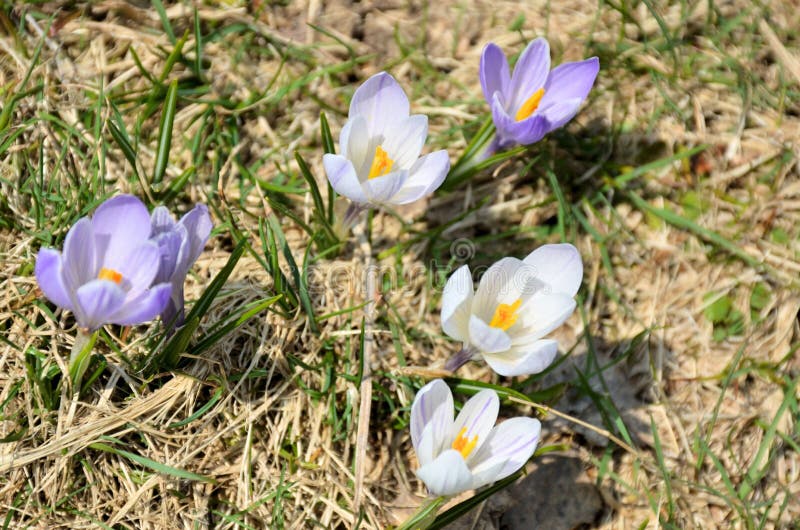 Flowers in spring royalty free stock photo