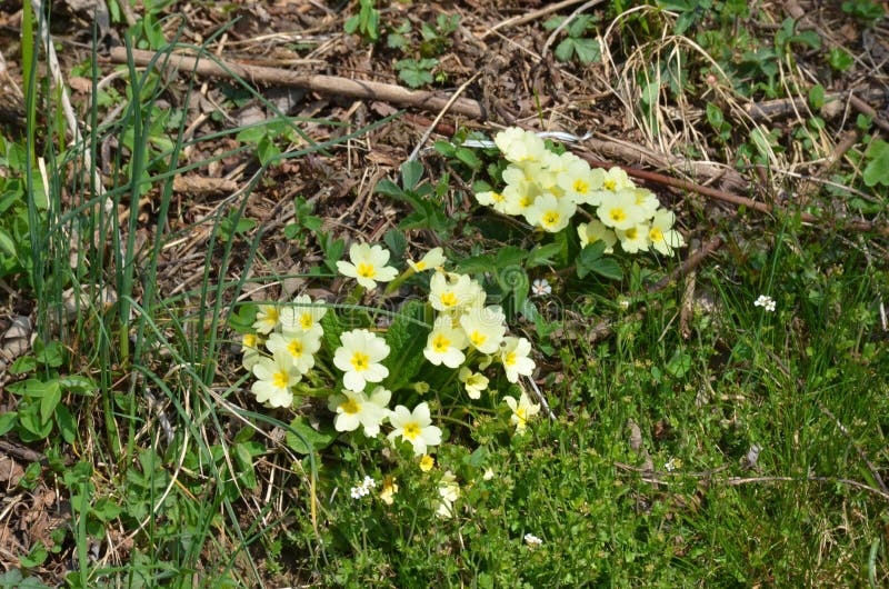 Flowers in spring stock photography