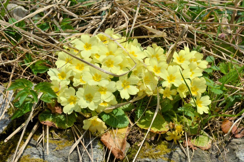 Flowers in spring stock photography