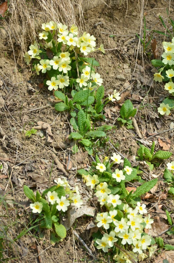 Flowers in spring stock images