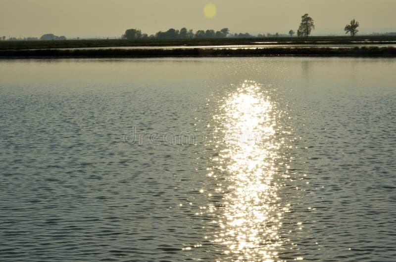 Flowers in spring royalty free stock image