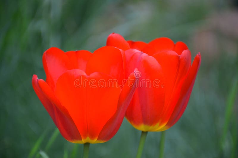 Flowers in spring stock photos