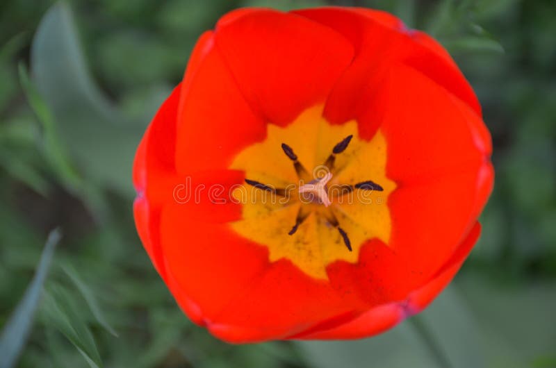 Flowers in spring stock photo