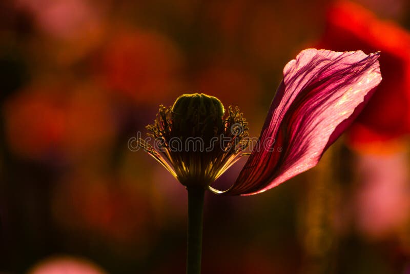 World of Flowers with Sunshine on the Field Stock Image Image of