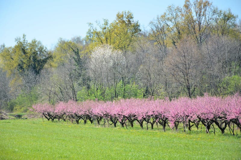 Flowers in spring upper the plant stock photos