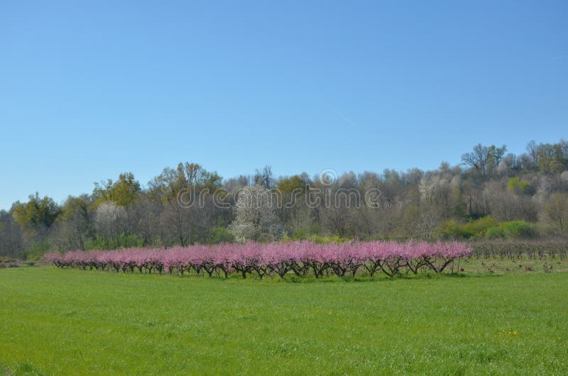 Flowers in spring upper the plant royalty free stock photos