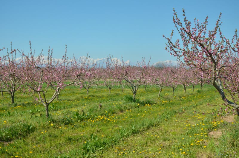 Flowers in spring upper the plant royalty free stock images