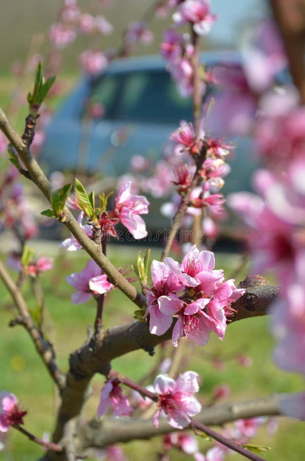 Flowers in spring upper the plant royalty free stock images