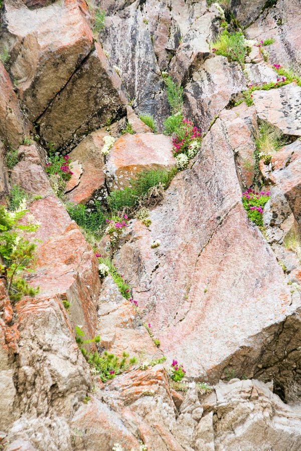 Flowers in the stone