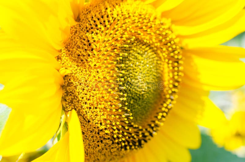 Sunflowers Grow on the Field in Summer. Stock Image Image of season