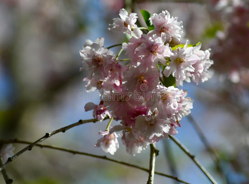 Signs of Spring stock photography