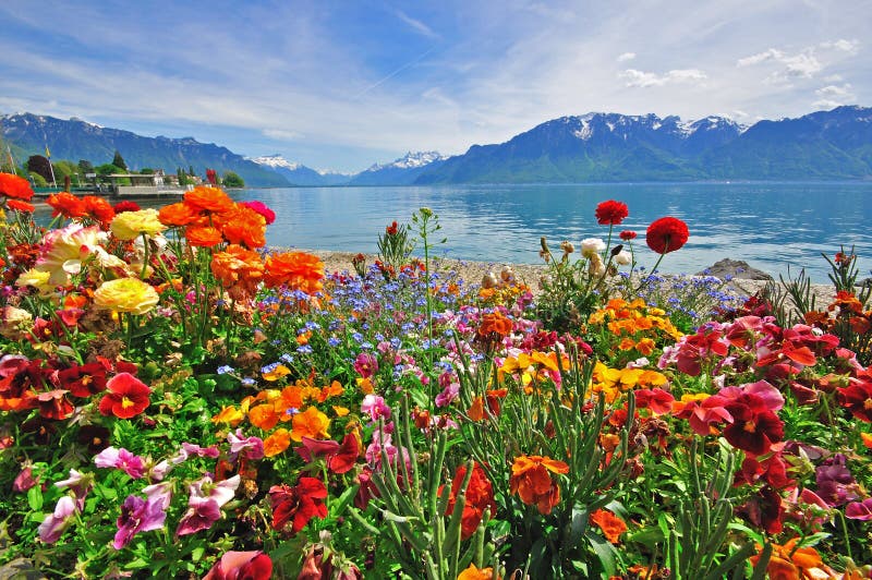 Flowers in swiss Alps stock image. Image of bodies, water 31980119