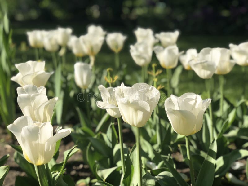 Flowers stock photo. Image of symbolize, family, feelings 262101456
