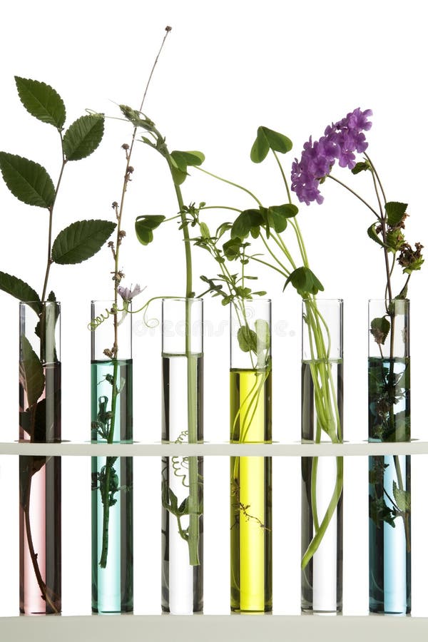 Flowers in test tubes stock image. Image of modification 17031941