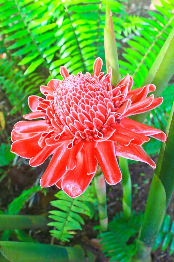 Flowers from Thailand stock photo. Image of petal, leuchten 35610620