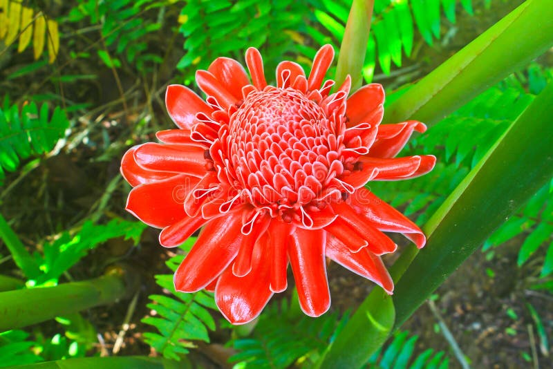 Flowers from Thailand