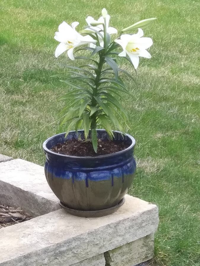 Flowers are a Thing of Beauty so Alive Colors Stock Photo Image of