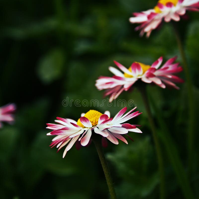 Flowers of three or four royalty free stock photos Flowers of three or four royalty free stock photos
