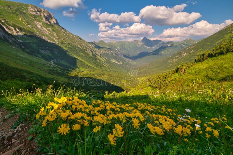 Flowers in Tomanovo sedlo saddle in West Tatras mountains