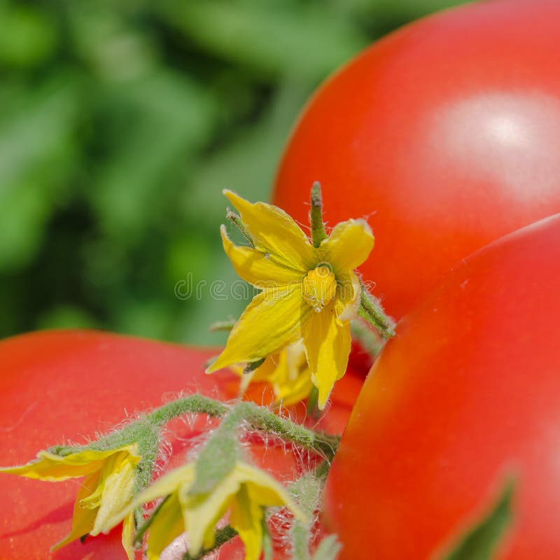 Twig Of Tomato Flowers And Green Tomatoes On White Stock Photo Image