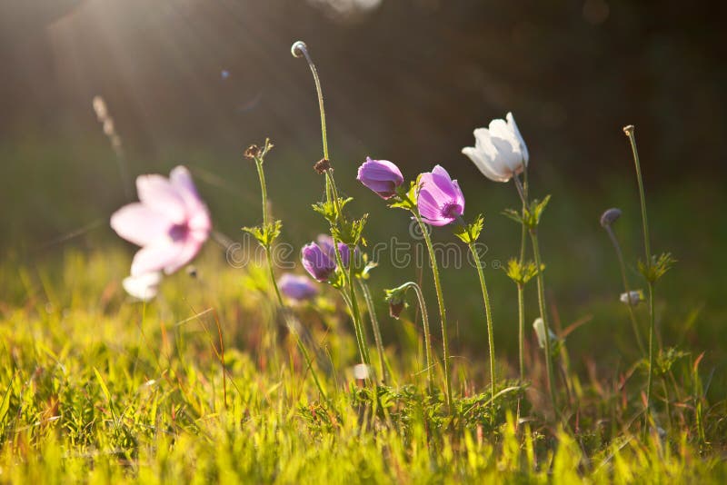 Flowers towards the sun stock image. Image of green, stem 23670679