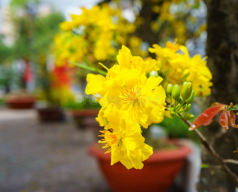 The Flowers of Traditional Vietnamese New Year Stock Image Image of