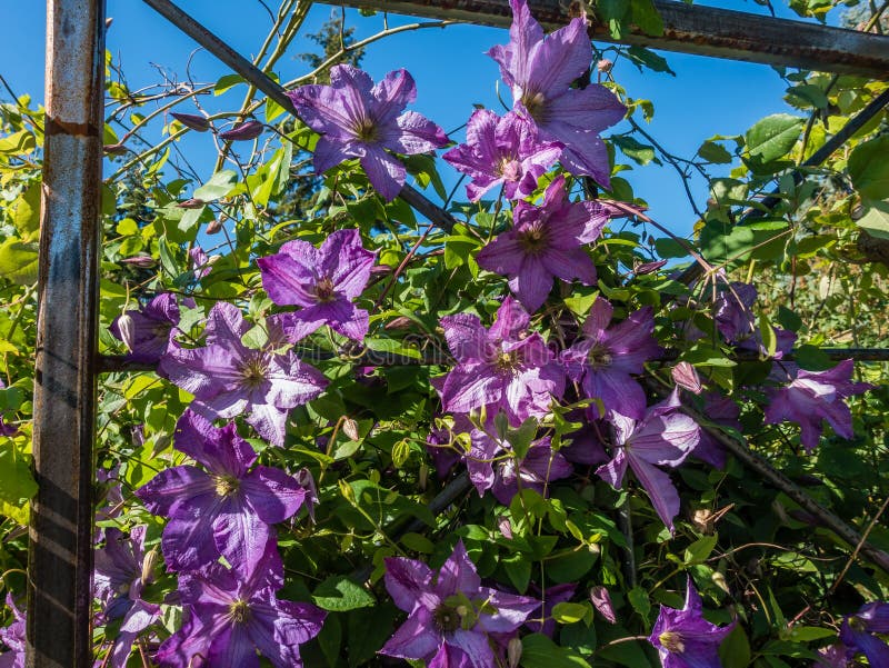 Flowers on Trellis Closeup stock photo. Image of blooming 73139618