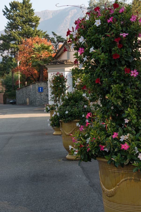 Flowers in the tub on the road in Ascona stock images Flowers in the tub on the road in Ascona stock images