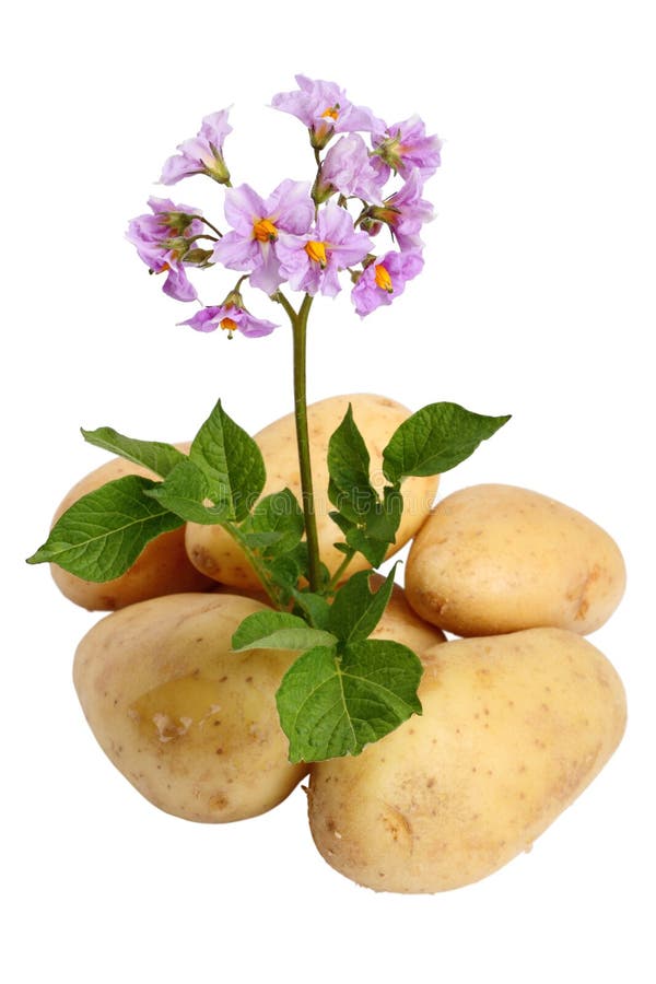 Flowers and tubers