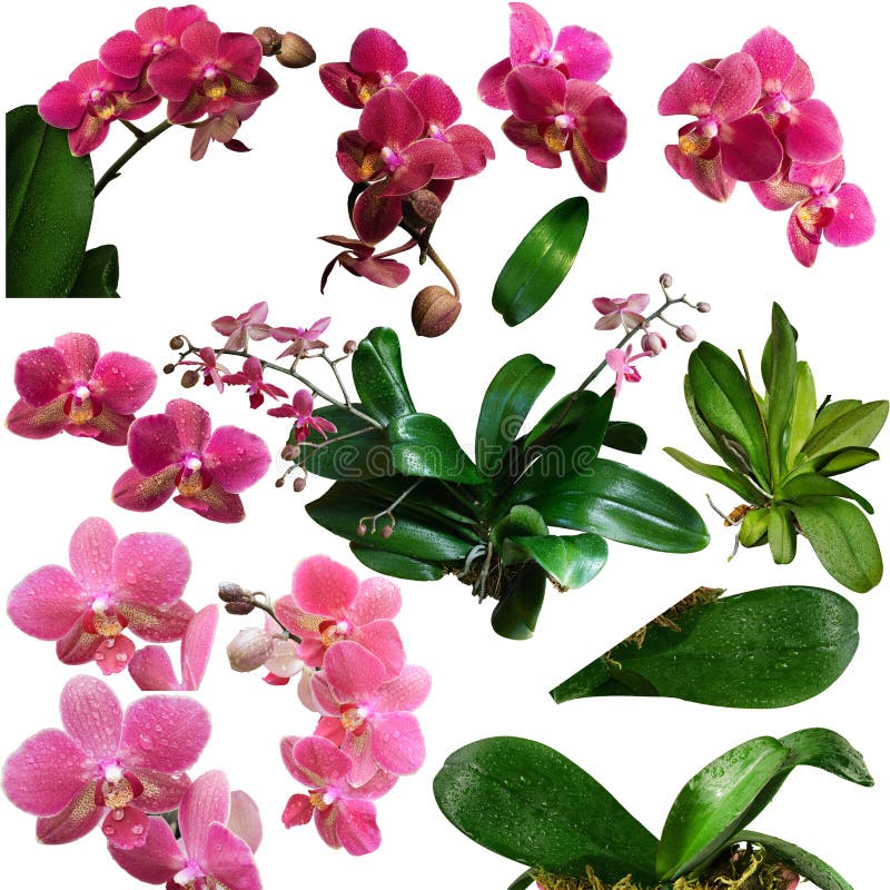 Flowers, Twigs and Leaves of an Orchid Plant Isolate Stock Photo