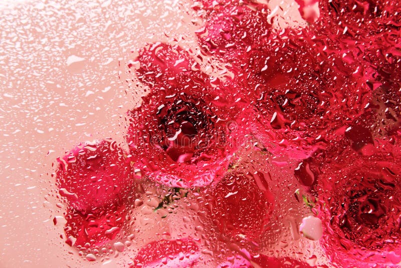 Flowers Under Glass with Water Drops. Red Roses on Pink Background and