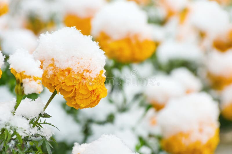 Flowers under the snow stock image. Image of closeup 101221319