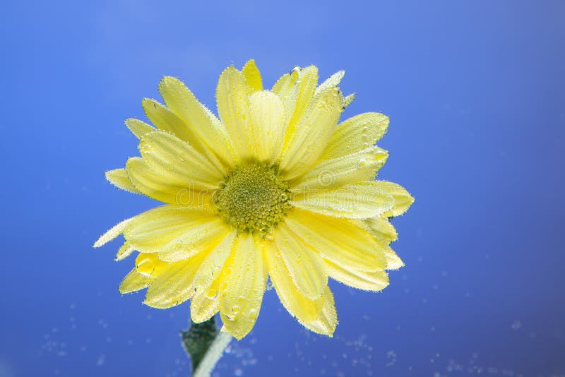 Flowers under the water, yellow chrysanthemum with air bubbles on the lilies on a blue stock image Flowers under the water, yellow chrysanthemum with air bubbles on the lilies on a blue stock image