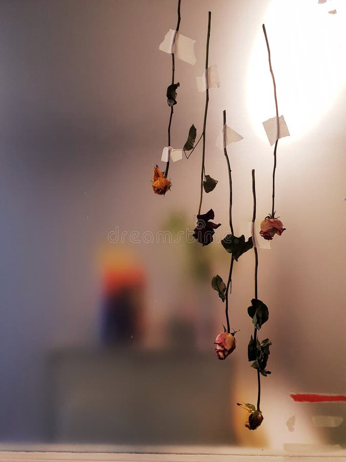 Flowers upside down stock image. Image of hanging, drying 119765875