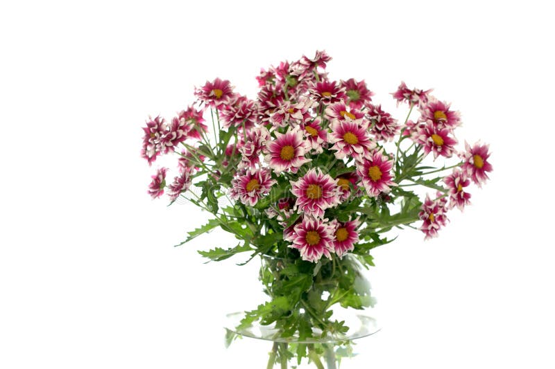 Flowers in a Vase on a White Background Stock Photo Image of vase