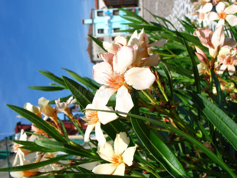 Flowers in Venice stock image. Image of island, venice 695353