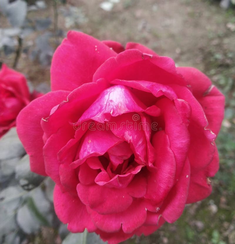 Indian Flower In The Garden Stock Photo - Image of floral, everyone ...