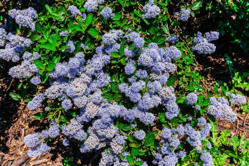 The Flowers are Very Similar To the Blue Hydrangea Stock Image Image