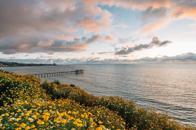 Flowers and view of Scripps Pier at sunset in La Jolla, San Diego, California stock photo Flowers and view of Scripps Pier at sunset in La Jolla, San Diego, California stock photo