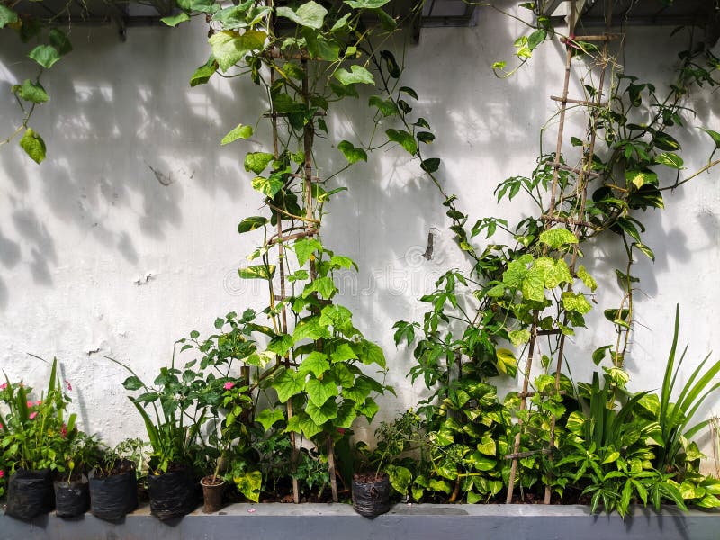 Vines on the wall stock photo. Image of vines, leaf, garden 45692084