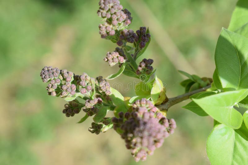 Flowers stock image. Image of surface, wakeup, small 89262055