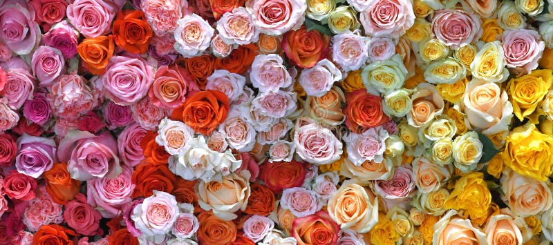 Flowers Wall Background Mixed Roses. Hand Made Wedding Decoration ...