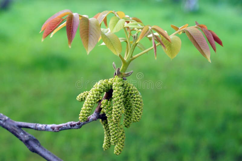 Flowers of walnut stock image. Image of young, spring - 70948861