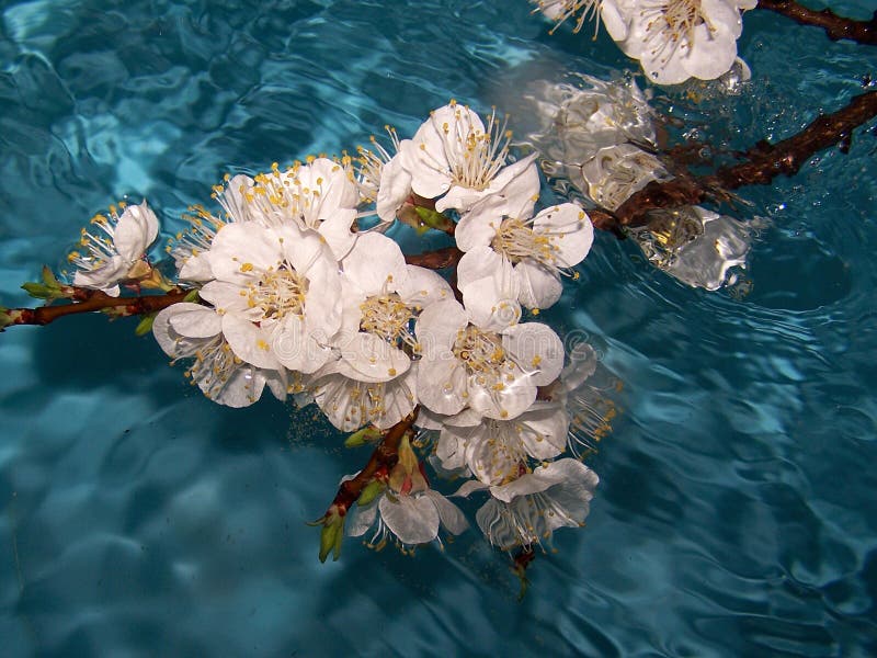 Flowers in water stock image. Image of macroshooting, love 773213